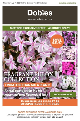 20 Fragrant Ground Cover Phlox NOW £9.99!