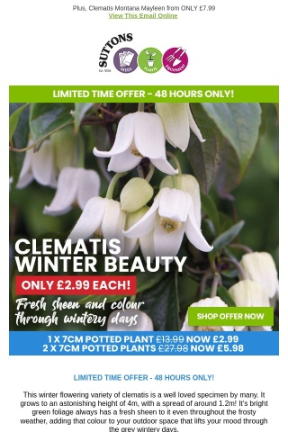 Stunning Winter Clematis ONLY £2.99 each