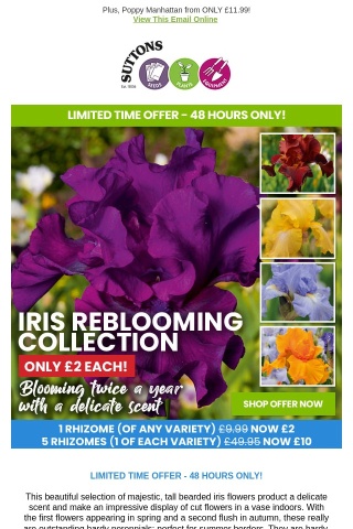 Beautiful Bearded Iris ONLY £2 each