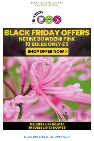 10 Autumn Flowering Nerines ONLY £5