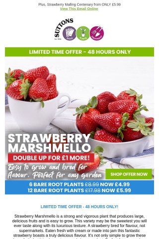 DOUBLE UP FOR £1 - Sumptuous Strawberries!