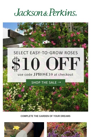 Take $10 Off These Easy to Grow Roses