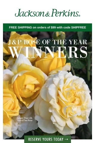 J&P Rose of the Year Winners!
