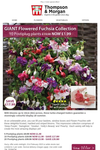 10 GIANT Fuchsias NOW £1.99 - 48 HOURS ONLY!