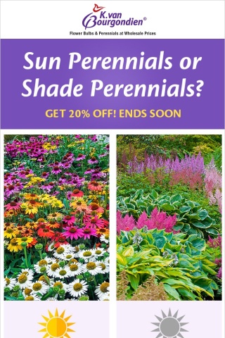 Save 20% now on top-quality perennials