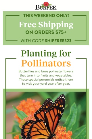 Perennial favorites for pollinators 🦋🐝