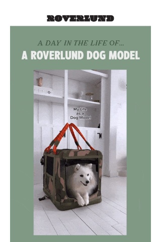 It's a dog model's life... 📸