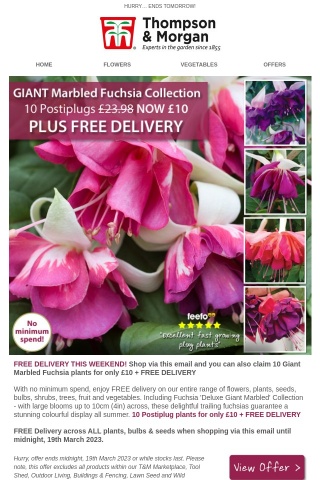 FREE DELIVERY + 10 Giant Fuchsias for £10