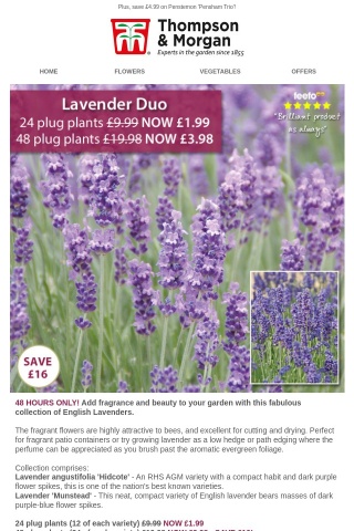 24 Scented Lavender Plants NOW £1.99! 48 HOURS ONLY!