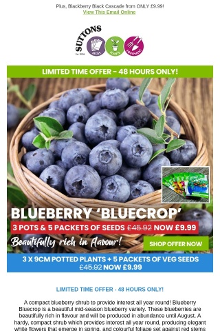 3 Blueberry Plants & Veg Seeds ONLY £9.99! 48 HOURS ONLY!