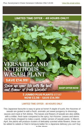 Fresh Wasabi Plants: Only £2.98!