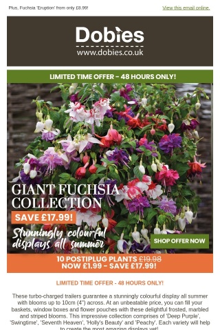 10 GIANT Fuchsias NOW £1.99! ⏰ Be Quick!