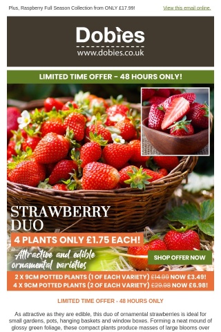 Patio Perfect Strawberry Plants ONLY £1.75 each!