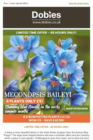 Stunning Meconopsis Baileyi - 4 Plants for Only £5!