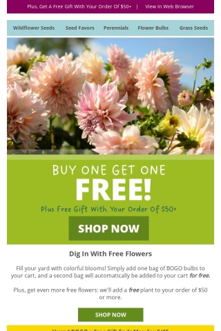Buy 1 Get 1 Free Bulbs To Plant Now