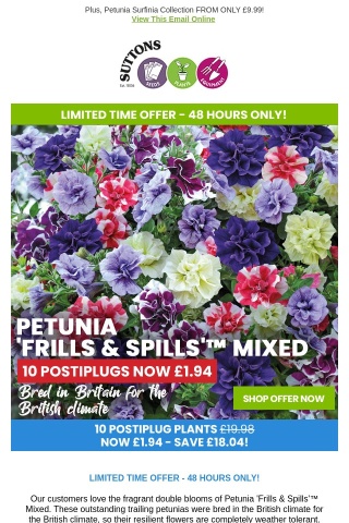 10 Double-Trailing Petunias NOW £1.94!