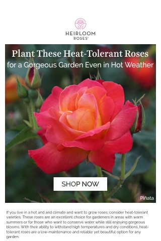 Bloom On With Heat-Tolerant Roses!
