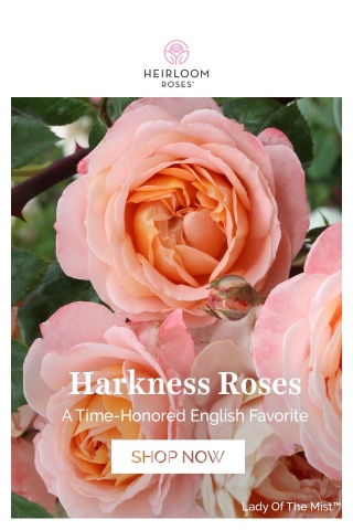 Capture the Essence of English Gardens with Harkness Roses