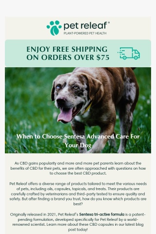 When to Choose Sentesa Advanced Care For Your Dog