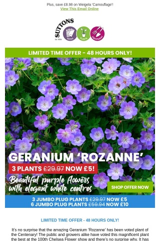 3 Hardy Geranium Rozanne NOW £5!