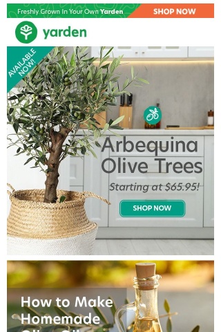 Grow Your Own Olives with Arbequina Olive Trees - Available NOW!