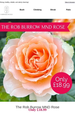 ONLY £18.99 The Rob Burrow MND Rose