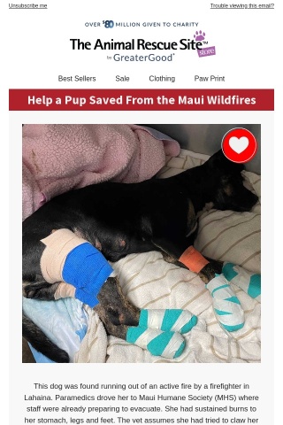 Help a Pup Saved From the Maui Wildfires