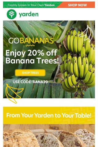 Go Bananas for 20% Off: Add A Banana Tree to your Yarden Today & Save!