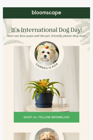 Happy International Dog Day 🐶