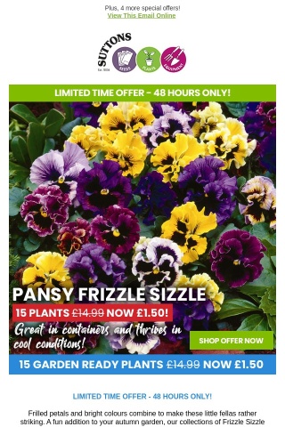 15 Vibrant Pansies ONLY 10p each!