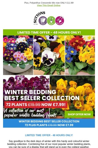 72 Winter Flowering Plants Only £7.99! 48 HOURS ONLY!