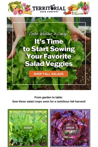 Explore our top seeds for fall salad veggies! 🌱🥗