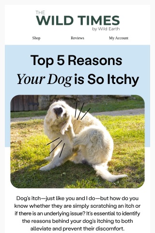 Top 5 signs your dog's itching is a problem 🐾