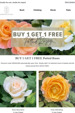 BUY 1 GET 1 FREE Potted Roses: Email Exclusive!
