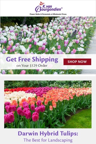 🌷 Best tulips for landscaping | Ready, Set, Hedge!