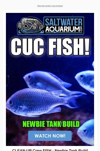 CLEAN-Up Crew FISH! - Newbie Tank Build