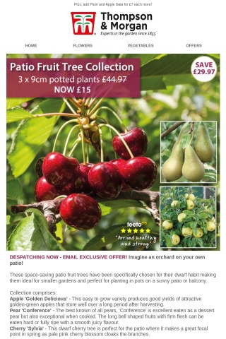 Patio Apple, Pear & Cherry Trees now £5 each!