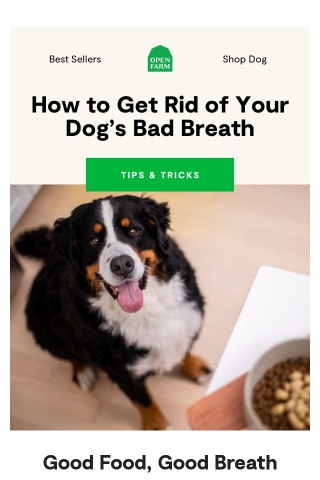 Tips to Help Bad Breath 🐶