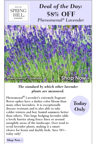 Today’s Deal of the Day: Save 58% on Phenomenal® Lavender